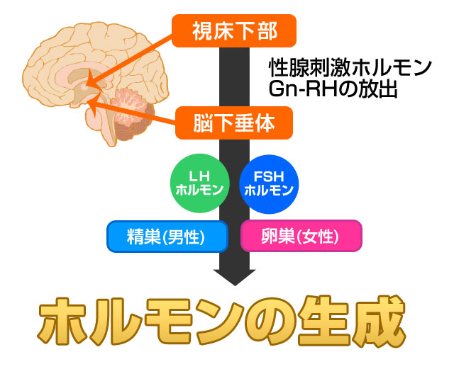 精巣の働きが活発化してテストステロンの生成を再開