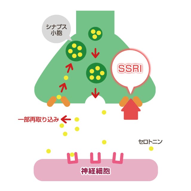 SSRIの作用機序