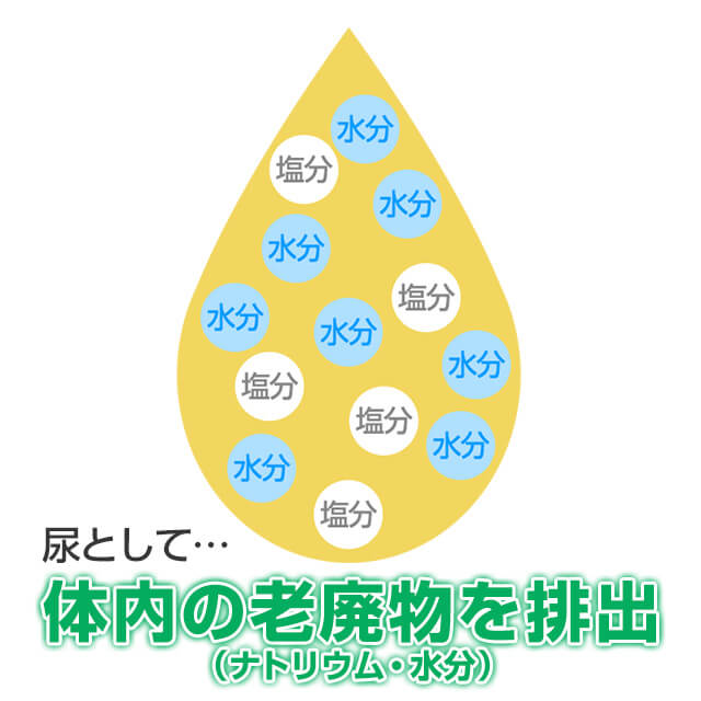 利尿剤は余計な塩分や水分などを尿と一緒に排出する医薬品