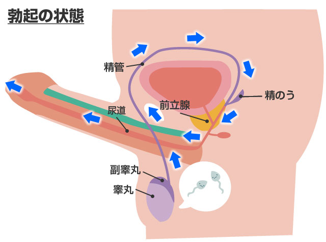 射精のメカニズム
