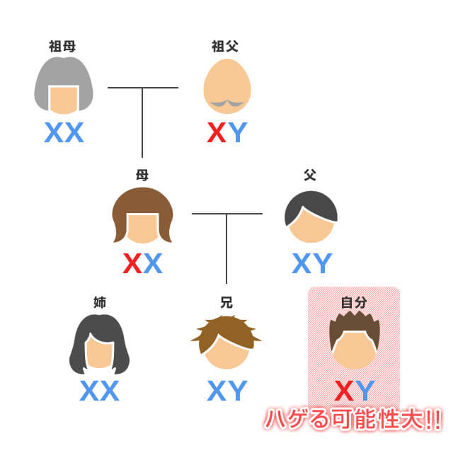 薄毛遺伝子は母親がもつ遺伝子より遺伝する