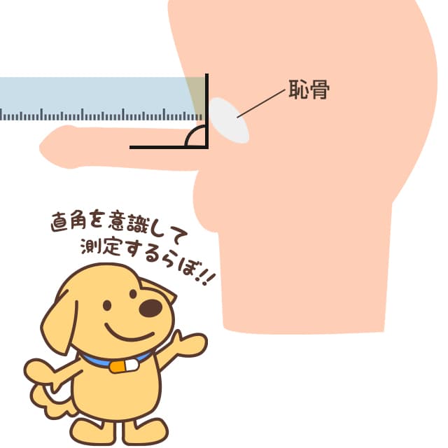 ペニスの測り方は恥骨に定規やメジャーを押し当てて計測