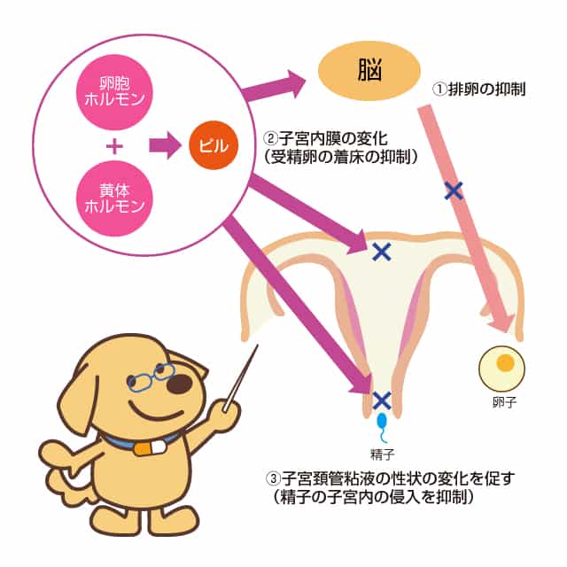 避妊のメカニズム