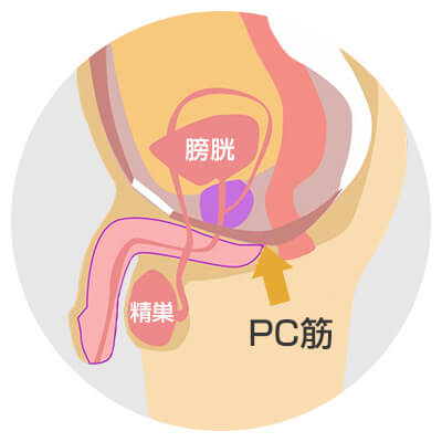 PC筋を鍛えることで早漏を改善して射精を遅らせる