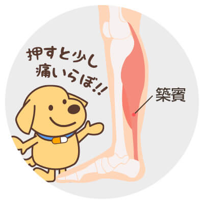 ふくらはぎの築賓（ちくひん）を指圧すると血行が改善してむくみが解消する