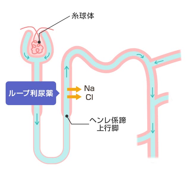 ループ利尿薬の働き