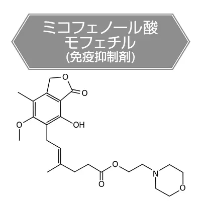 ミコフェノール酸 モフェチル
