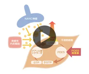 動画